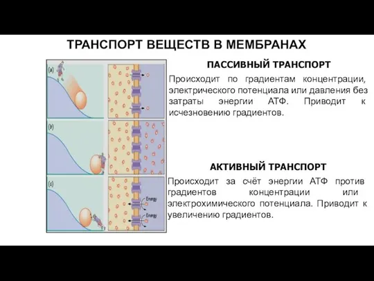 ТРАНСПОРТ ВЕЩЕСТВ В МЕМБРАНАХ