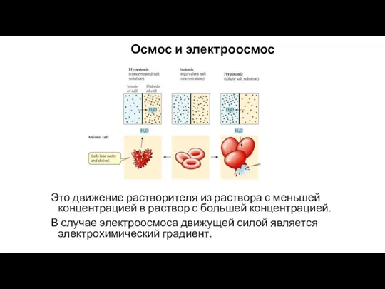 Осмос и электроосмос Это движение растворителя из раствора с меньшей концентрацией в