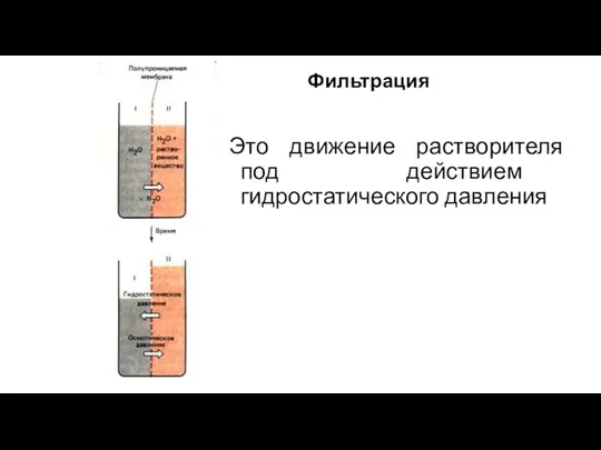 Фильтрация Это движение растворителя под действием гидростатического давления