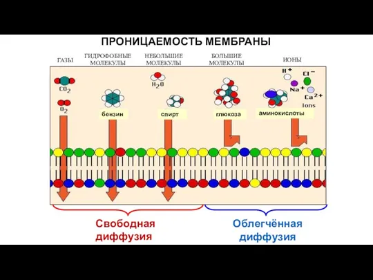 ПРОНИЦАЕМОСТЬ МЕМБРАНЫ Свободнаядиффузия Облегчённая диффузия