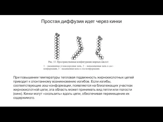 Простая диффузия идет через кинки При повышении температуры тепловая подвижность жирнокислотных цепей