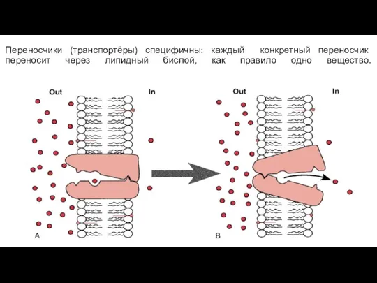 Переносчики (транспортёры) специфичны: каждый конкретный переносчик переносит через липидный бислой, как правило одно вещество.