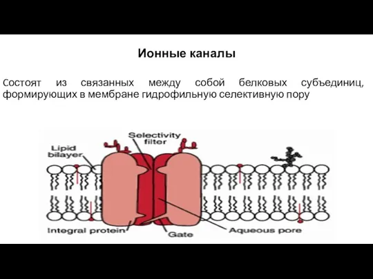 Ионные каналы Cостоят из связанных между собой белковых субъединиц, формирующих в мембране гидрофильную селективную пору