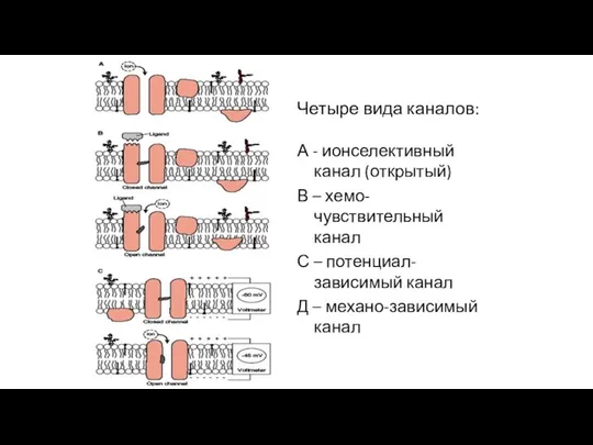 Четыре вида каналов: А - ионселективный канал (открытый) В – хемо-чувствительный канал