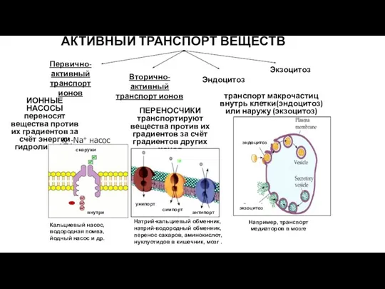 ИОННЫЕ НАСОСЫ переносят вещества против их градиентов за счёт энергии гидролиза АТФ