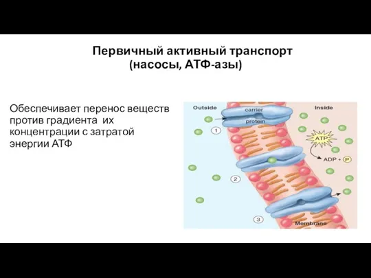 Первичный активный транспорт (насосы, АТФ-азы) Обеспечивает перенос веществ против градиента их концентрации с затратой энергии АТФ