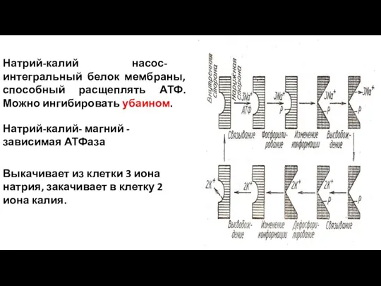 Натрий-калий- магний - зависимая АТФаза Натрий-калий насос- интегральный белок мембраны, способный расщеплять