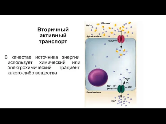 Вторичный активный транспорт В качестве источника энергии использует химический или электрохимический градиент какого-либо вещества