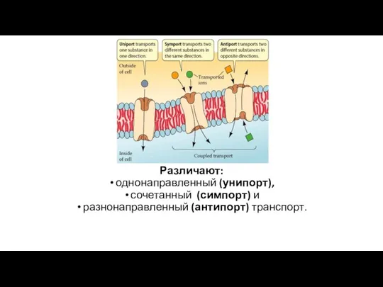 Различают: однонаправленный (унипорт), сочетанный (симпорт) и разнонаправленный (антипорт) транспорт.