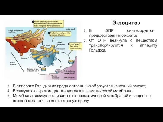 Экзоцитоз В аппарате Гольджи из предшественника образуется конечный секрет; Везикула с секретом