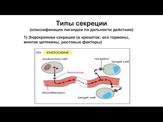 Типы секреции (классификация лигандов по дальности действия) 1) Эндокринная секреция (в кровоток;