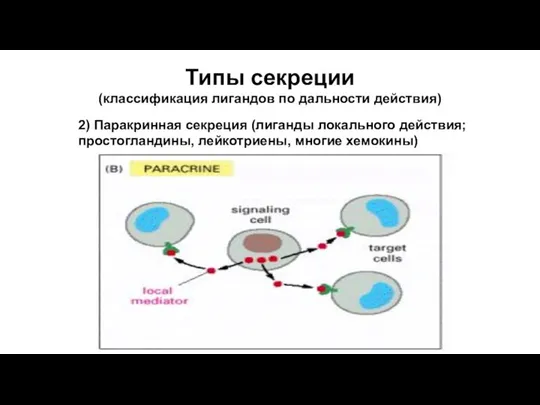 Типы секреции (классификация лигандов по дальности действия) 2) Паракринная секреция (лиганды локального