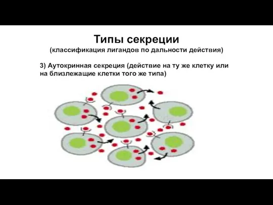 Типы секреции (классификация лигандов по дальности действия) 3) Аутокринная секреция (действие на