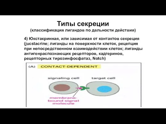 Типы секреции (классификация лигандов по дальности действия) 4) Юкстакринная, или зависимая от