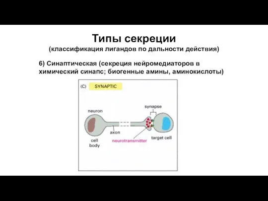 Типы секреции (классификация лигандов по дальности действия) 6) Синаптическая (секреция нейромедиаторов в