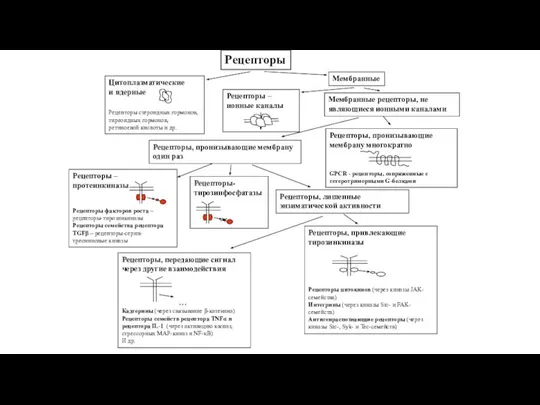 Рецепторы
