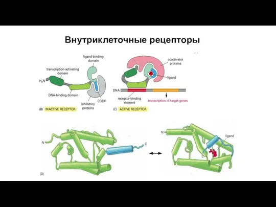 Внутриклеточные рецепторы