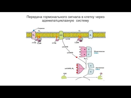 Передача гормонального сигнала в клетку через аденилатциклазную систему