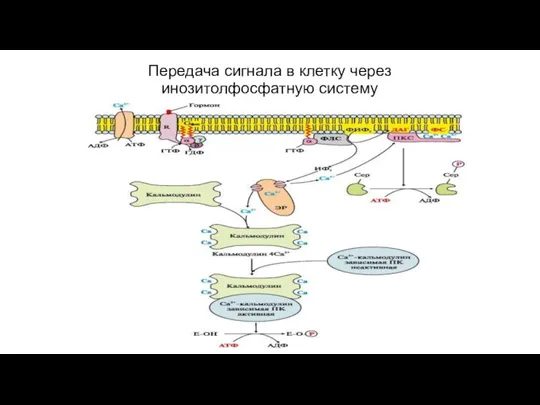 Передача сигнала в клетку через инозитолфосфатную систему