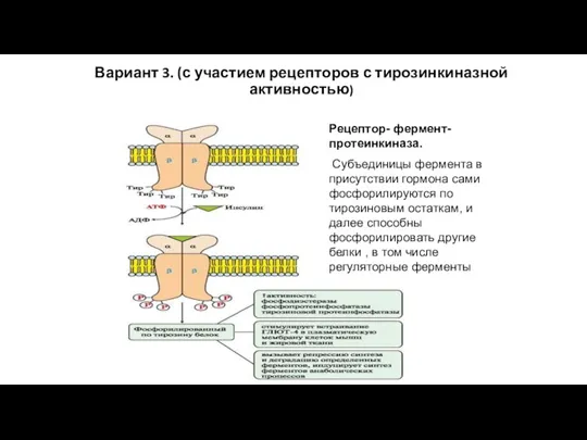 Вариант 3. (с участием рецепторов с тирозинкиназной активностью) Рецептор- фермент- протеинкиназа. Субъединицы