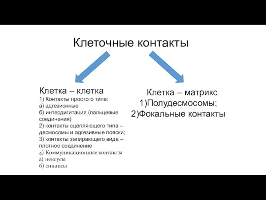 Клеточные контакты Клетка – клетка 1) Контакты простого типа: а) адгезионные б)