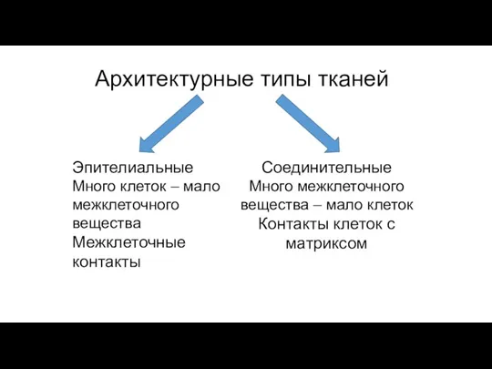 Архитектурные типы тканей Эпителиальные Много клеток – мало межклеточного вещества Межклеточные контакты