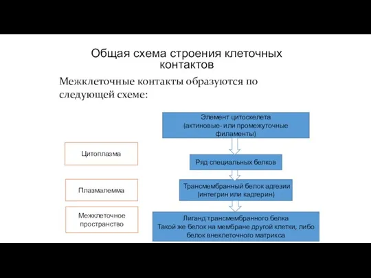 Общая схема строения клеточных контактов Межклеточные контакты образуются по следующей схеме: Элемент