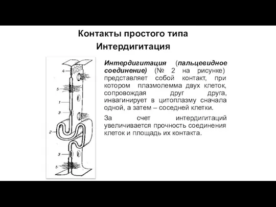 Интердигитация (пальцевидное соединение) (№ 2 на рисунке) представляет собой контакт, при котором