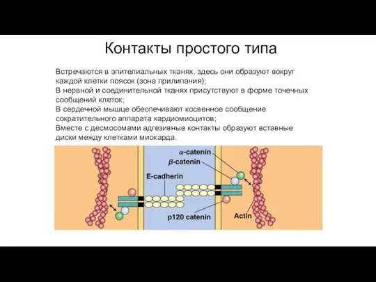 Контакты простого типа Встречаются в эпителиальных тканях, здесь они образуют вокруг каждой