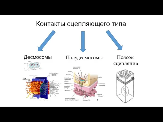 Контакты сцепляющего типа Десмосомы Полудесмосомы Поясок сцепления