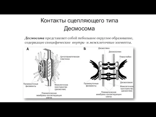 Контакты сцепляющего типа Десмосома Десмосома представляет собой небольшое округлое образование, содержащее специфические внутри- и межклеточные элементы.