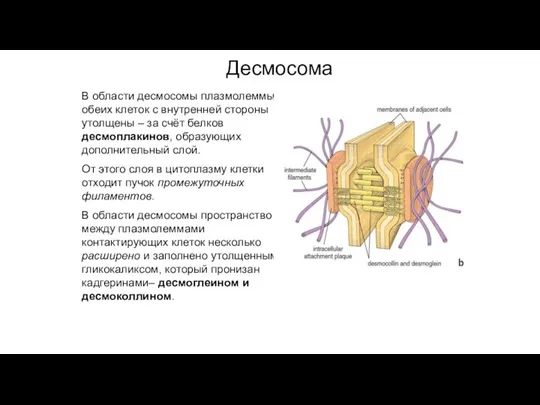 В области десмосомы плазмолеммы обеих клеток с внутренней стороны утолщены – за