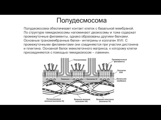 Полудесмосома Полудесмосома обеспечивает контакт клеток с базальной мембраной. По структуре гемидесмосомы напоминают