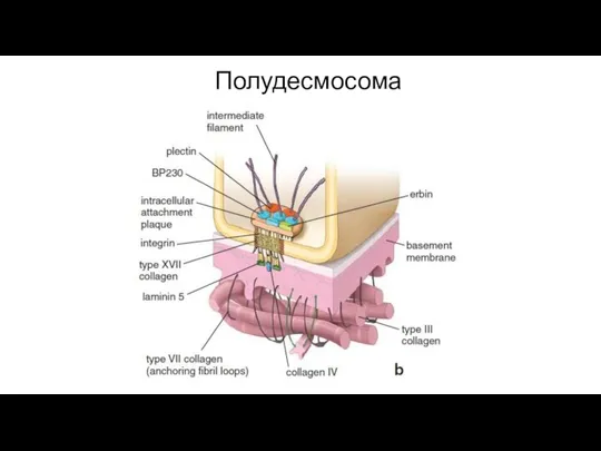 Полудесмосома