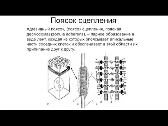 Поясок сцепления Адгезивный поясок, (поясок сцепления, поясная десмосома) (zonula adherens), – парное