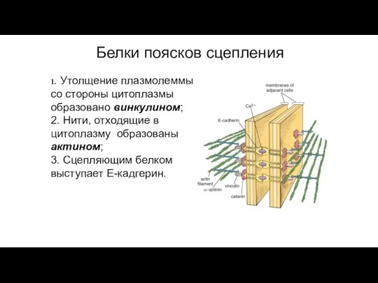 Белки поясков сцепления 1. Утолщение плазмолеммы со стороны цитоплазмы образовано винкулином; 2.