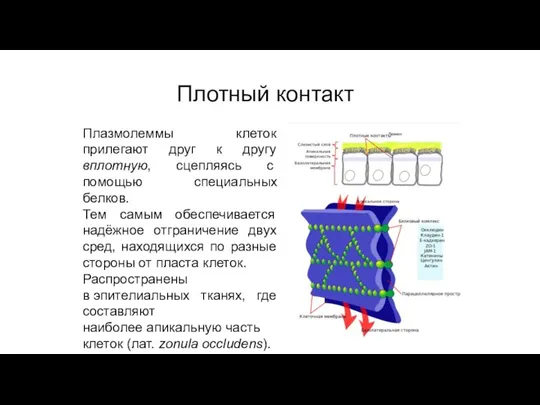 Контакт запирающего типа Плотный контакт Плазмолеммы клеток прилегают друг к другу вплотную,