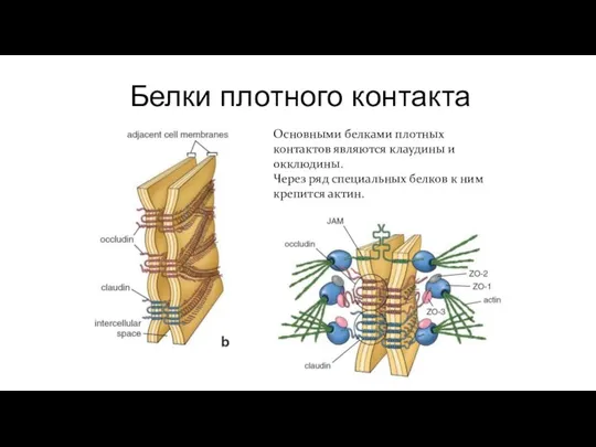 Белки плотного контакта Основными белками плотных контактов являются клаудины и окклюдины. Через