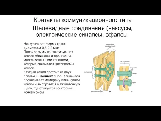 Контакты коммуникационного типа Щелевидные соединения (нексусы, электрические синапсы, эфапсы) Нексус имеет форму