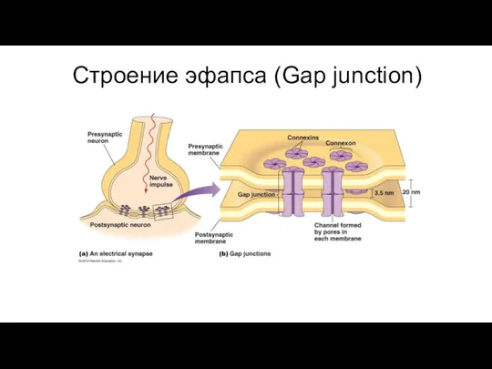 Строение эфапса (Gap junction)