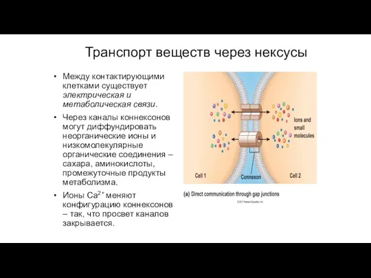 Между контактирующими клетками существует электрическая и метаболическая связи. Через каналы коннексонов могут