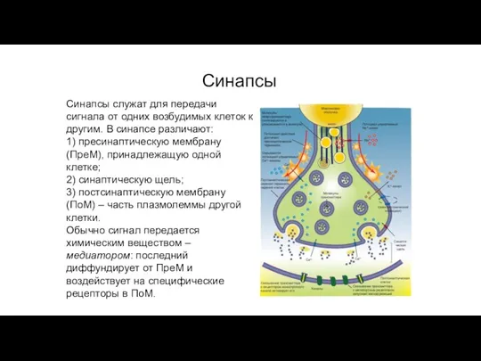 Контакты коммуникационного типа Синапсы Синапсы служат для передачи сигнала от одних возбудимых