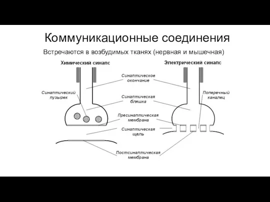 Коммуникационные соединения Встречаются в возбудимых тканях (нервная и мышечная)