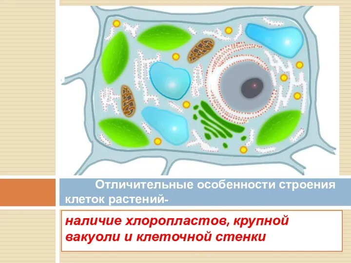 наличие хлоропластов, крупной вакуоли и клеточной стенки Отличительные особенности строения клеток растений-