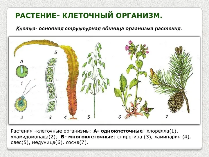 РАСТЕНИЕ- КЛЕТОЧНЫЙ ОРГАНИЗМ. Клетка- основная структурная единица организма растения. Растения -клеточные организмы: