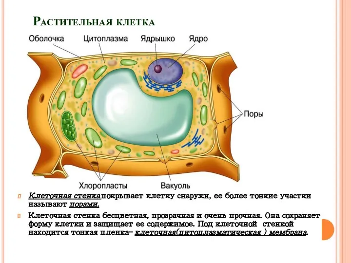 Растительная клетка Клеточная стенка покрывает клетку снаружи, ее более тонкие участки называют