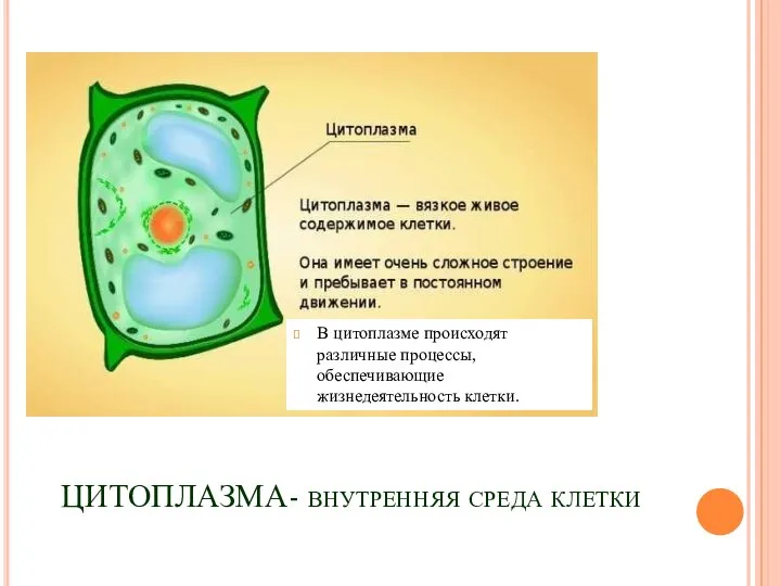 ЦИТОПЛАЗМА- внутренняя среда клетки В цитоплазме происходят различные процессы, обеспечивающие жизнедеятельность клетки.