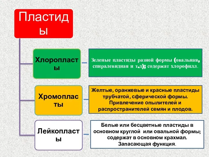 Зеленые пластиды разной формы (овальная, спиралевидная и т.д); содержат хлорофилл. Желтые, оранжевые