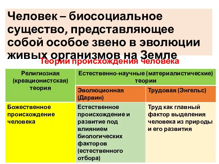 Человек – биосоциальное существо, представляющее собой особое звено в эволюции живых организмов