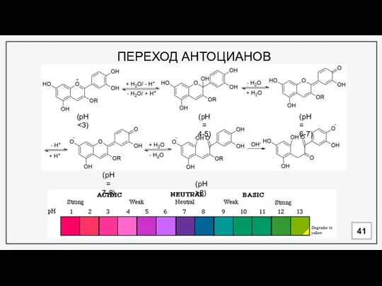 ПЕРЕХОД АНТОЦИАНОВ 41